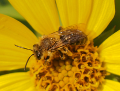 Andrena helianthi