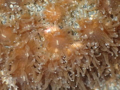 Polycyathus chaishanensis