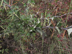 Berberis chilensis