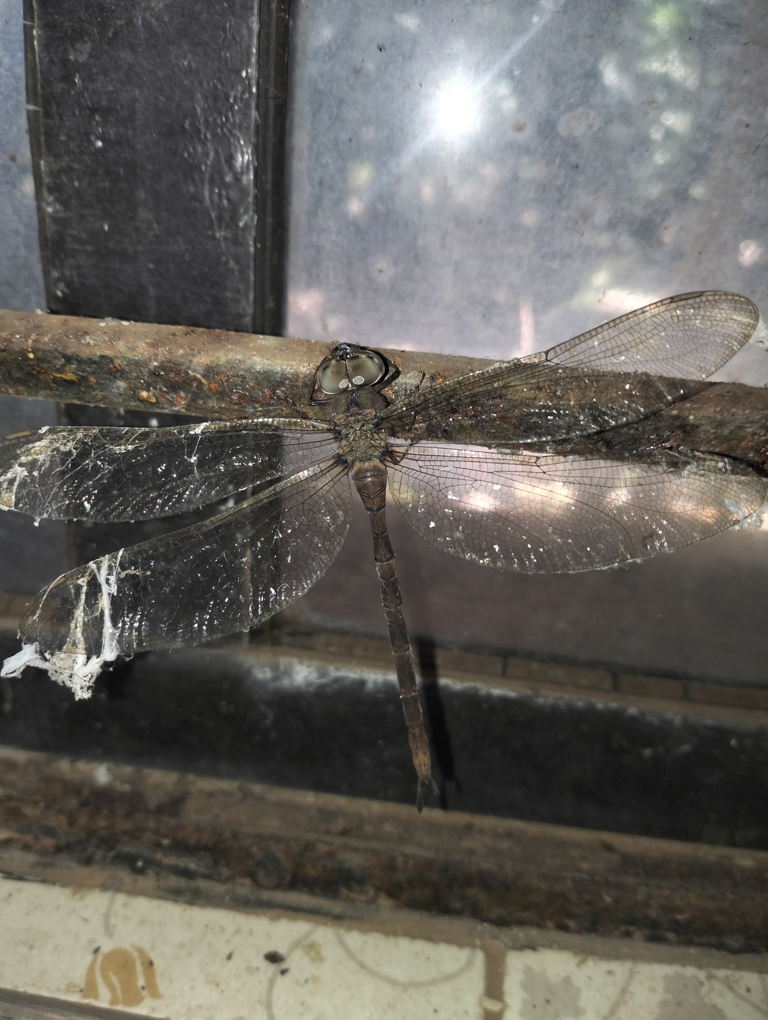 Brown Duskhawker