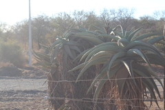 Aloe marlothii