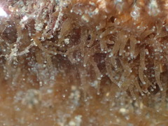 Polycyathus chaishanensis