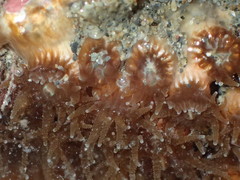 Polycyathus chaishanensis