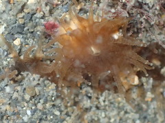 Polycyathus chaishanensis