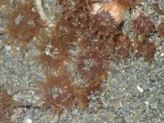 Polycyathus chaishanensis