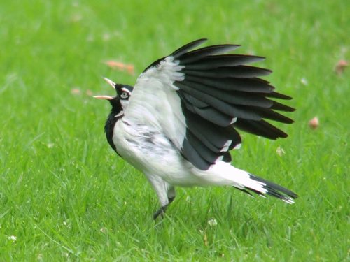 Magpie-lark, photo 3 of 10