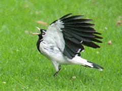 Magpie-Lark photo 5