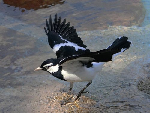 Magpie-lark, photo 7 of 10