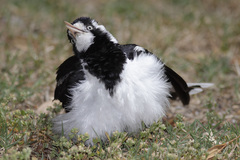 Magpie-Lark photo 4