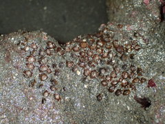 Polycyathus chaishanensis