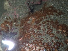 Polycyathus chaishanensis