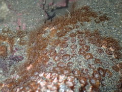 Polycyathus chaishanensis