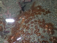 Polycyathus chaishanensis