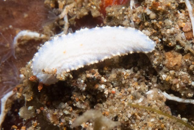 Dermatobranchus funiculus