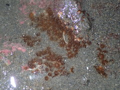 Polycyathus chaishanensis