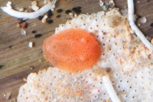 White-speckled Sponge Dorid