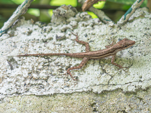 Bluefields Anole, Anolis opalinus