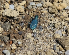 Cicindela depressula