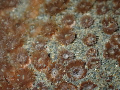 Polycyathus chaishanensis