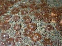 Polycyathus chaishanensis