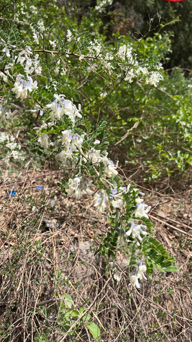 Sophora davidii