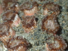 Polycyathus chaishanensis