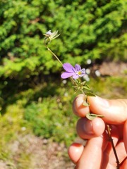 Viola dacica