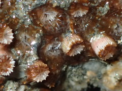 Polycyathus chaishanensis