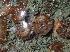 Polycyathus chaishanensis