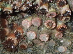 Polycyathus chaishanensis