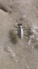 Habroscelimorpha dorsalis
