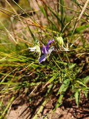 Viola dacica