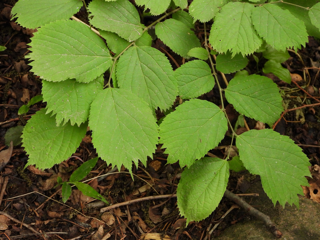 Celtis koraiensis