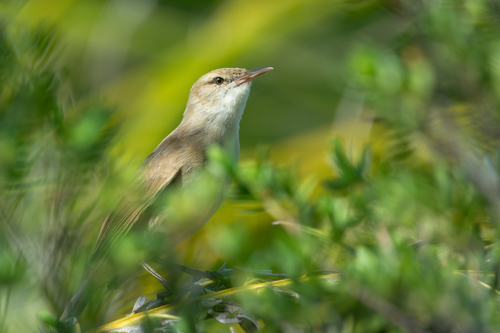 Acrocephalus atyphus observed 2025-04-21