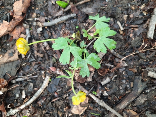 Ranunculus franchetii iNat (3)