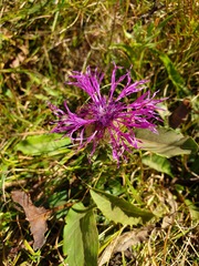 Centaurea nervosa