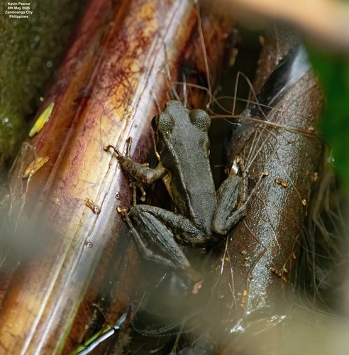 Pulchrana grandocula, 2025-05-06