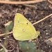 Pale Clouded Yellow - Photo (c) bijups, some rights reserved (CC BY-NC)