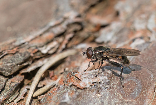 Dusky-banded Leafwalker, Nationaal Park De Loonse En Drunense Duinen, NL-NB-HS, NL-NB, NL, photo 3 of 10