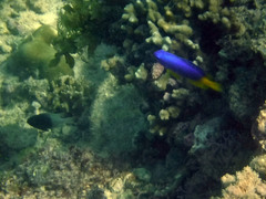 Pomacentrus caeruleus