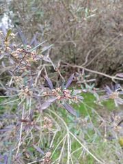 Myrceugenia lanceolata