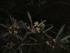 Myrceugenia lanceolata