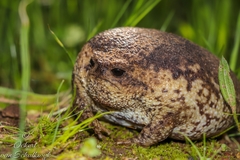 Breviceps gibbosus