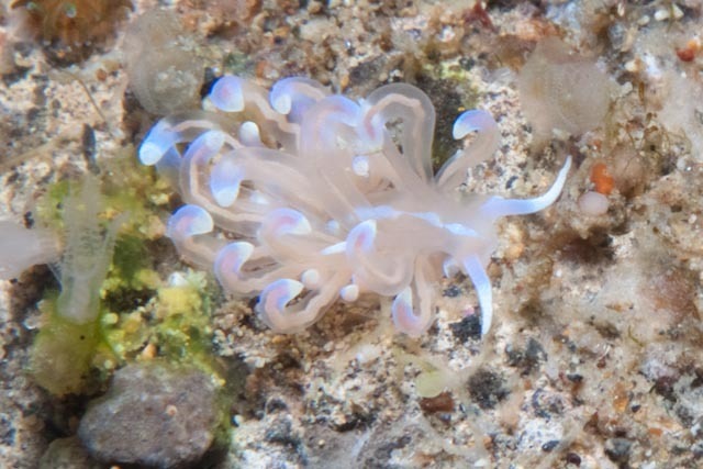 Phyllodesmium opalescens