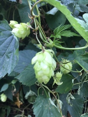 Humulus lupulus