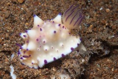 レンゲウミウシ