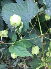 Humulus lupulus