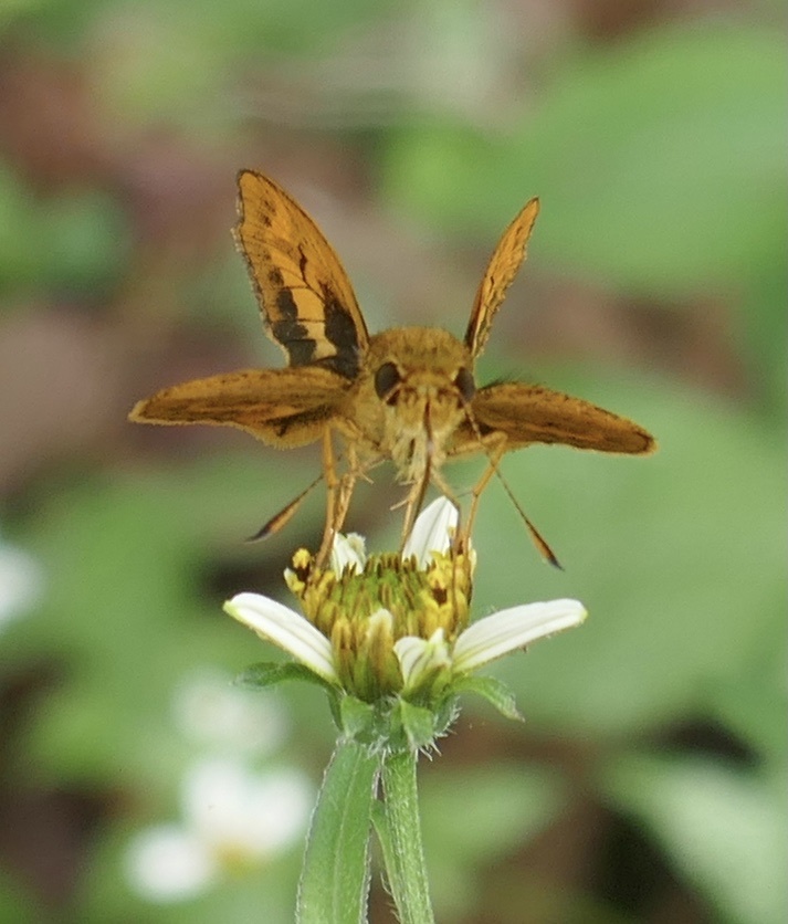 Smaller Dartlet