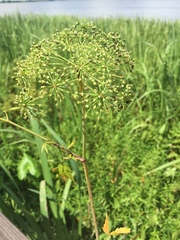 Cicuta mexicana
