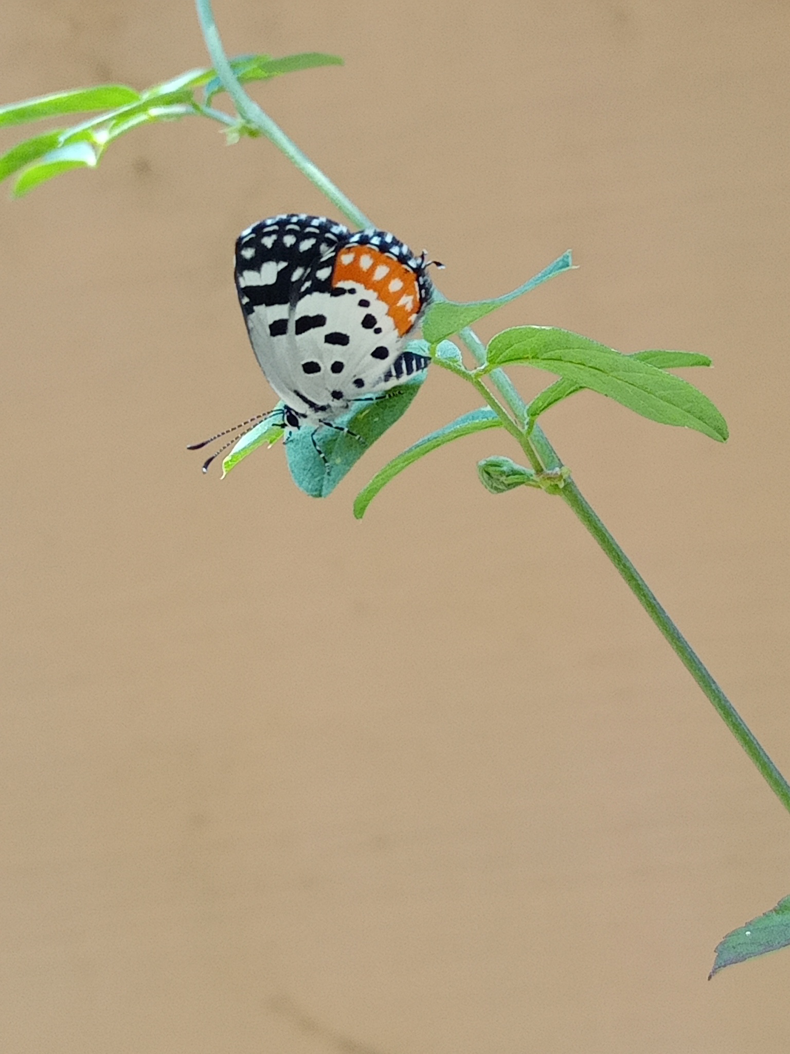 Red Pierrot